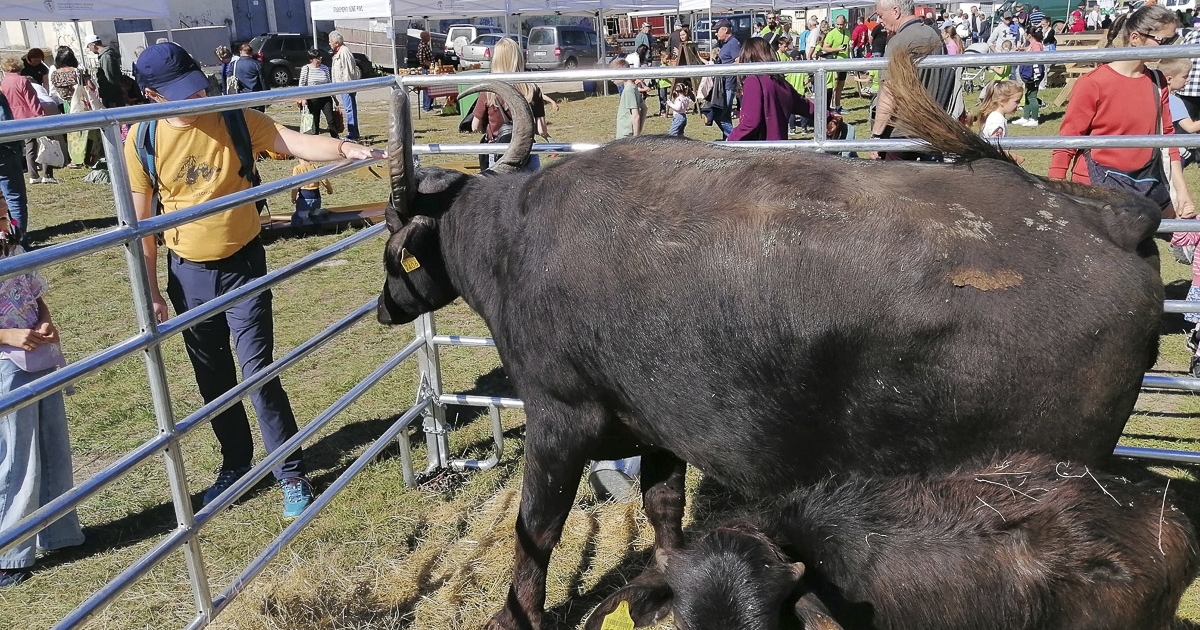 Új választható tantárgy